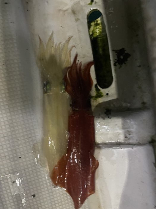 本日イカメタル急募 の写真