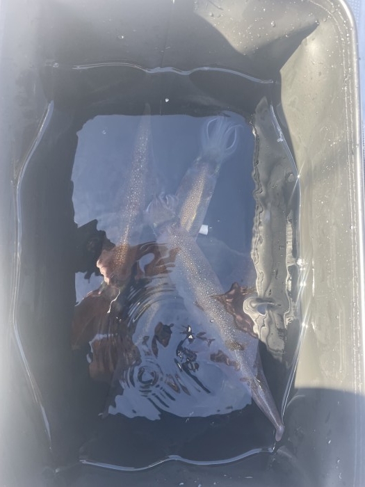 15日日曜日はヤリイカ大募集です の写真